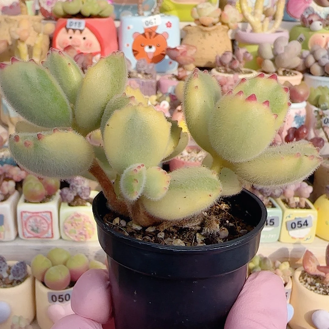 可爱熊童子 盆口4cm