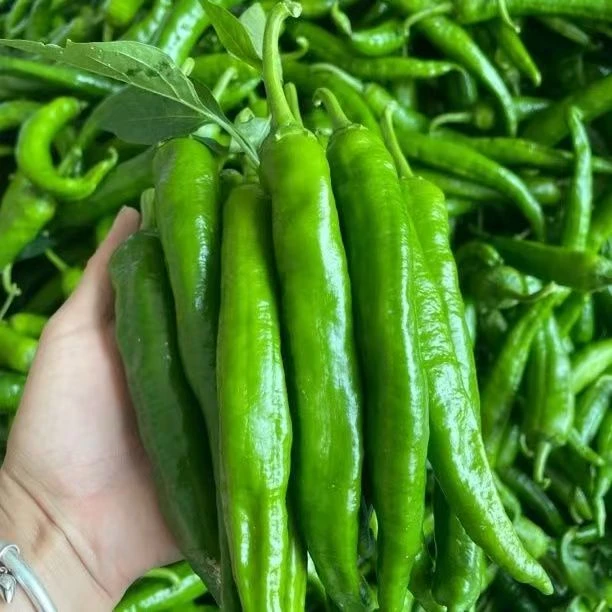 正宗湖南辣椒软皮55号薄皮新鲜现摘现发青椒尖椒微辣青椒皱皮