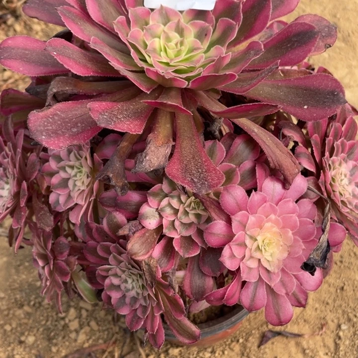 无花朵700多肉植物红铜白