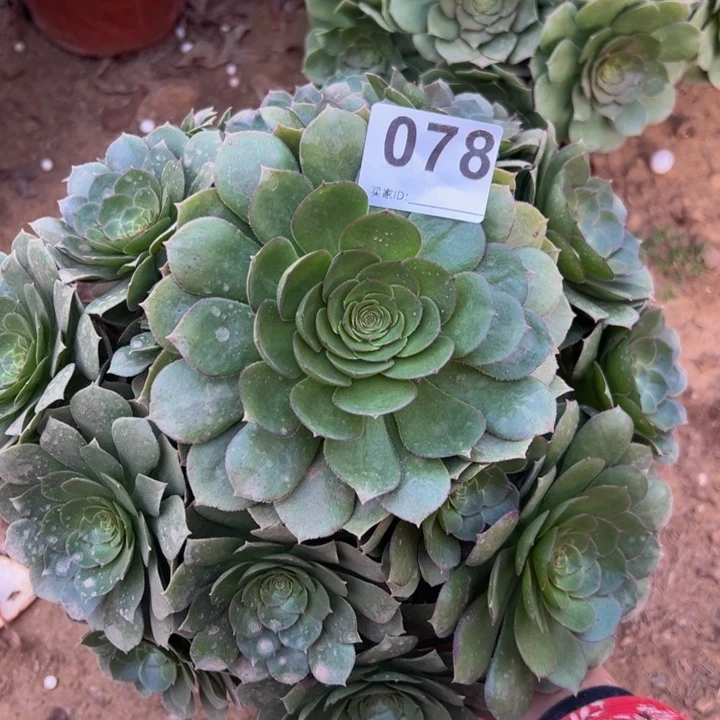 万圣节多肉植物078