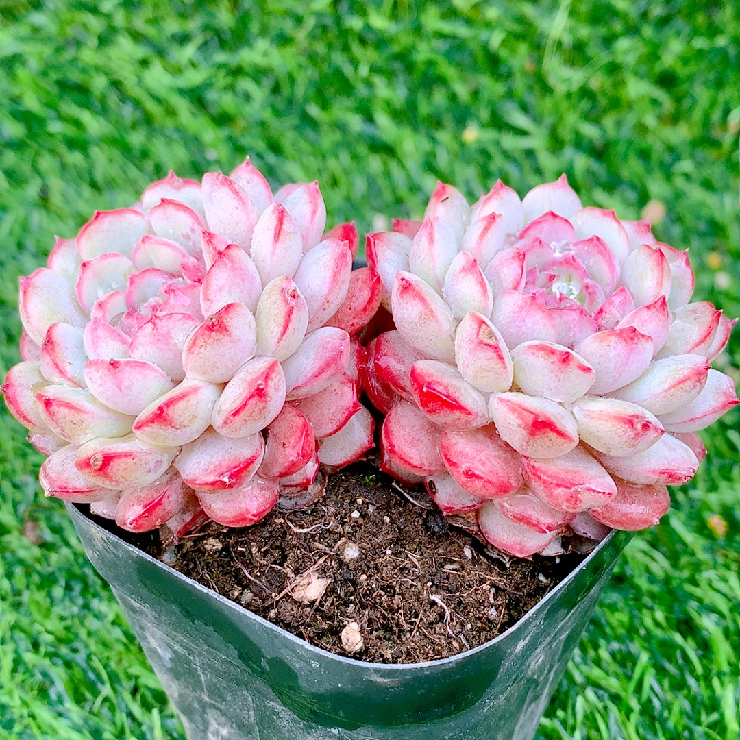 老船长精品多肉植物盆栽阳台花卉好养一单包邮