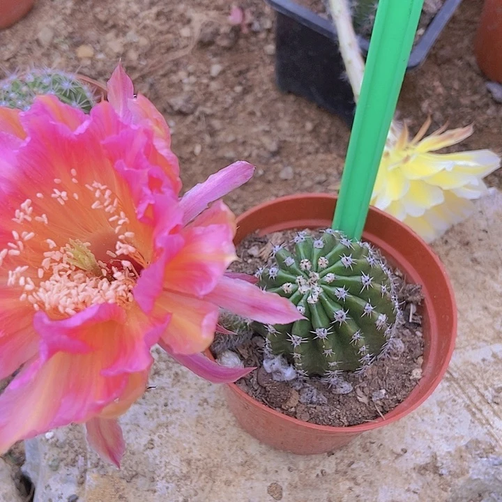 平***福仙人掌彩草4 cm左右0 918摘花脱土发货
