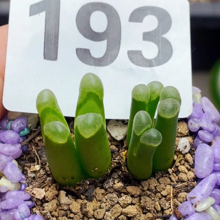 193佛肚风铃群带盆ll