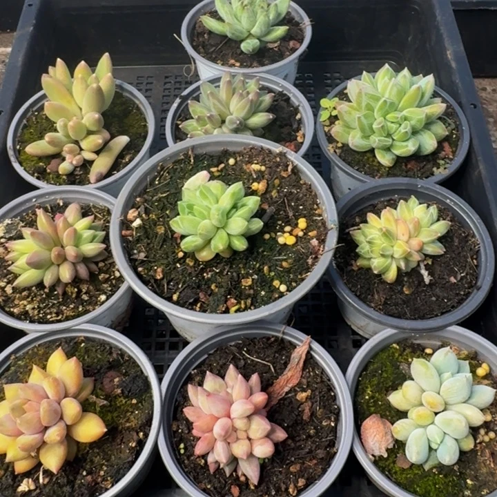 070多肉植物一物一拍