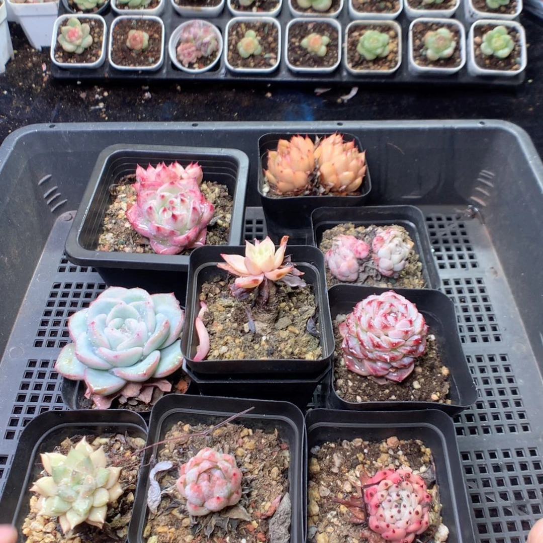 无花朵D114一英语英语yy