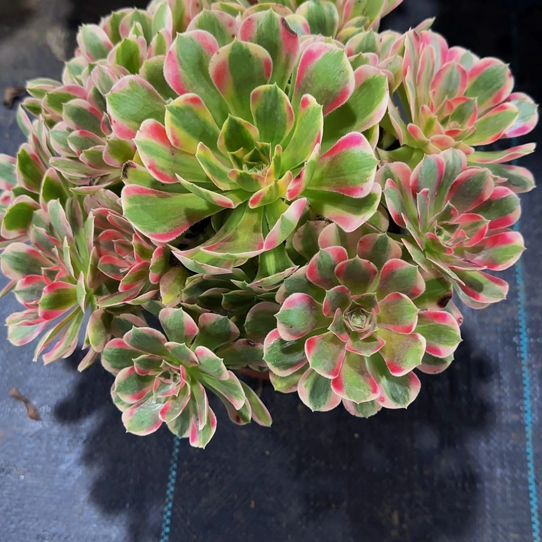 老庄女妖法师35.8