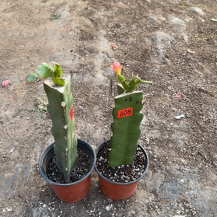 607+608嫁接蟹爪兰：028+073（073无花苞）