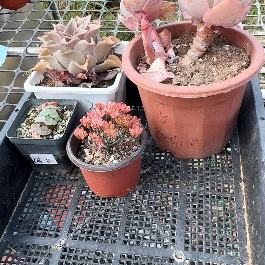 C****h多肉植物满20包邮