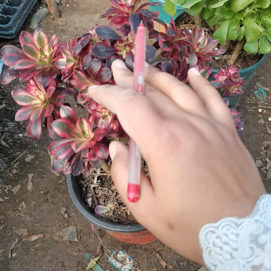 香奈儿多肉法师多肉55