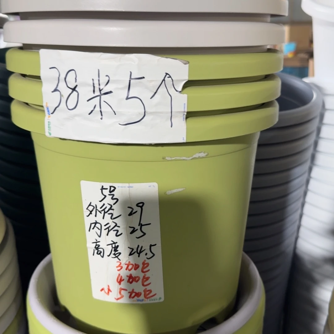 四季5#无拖果绿6个