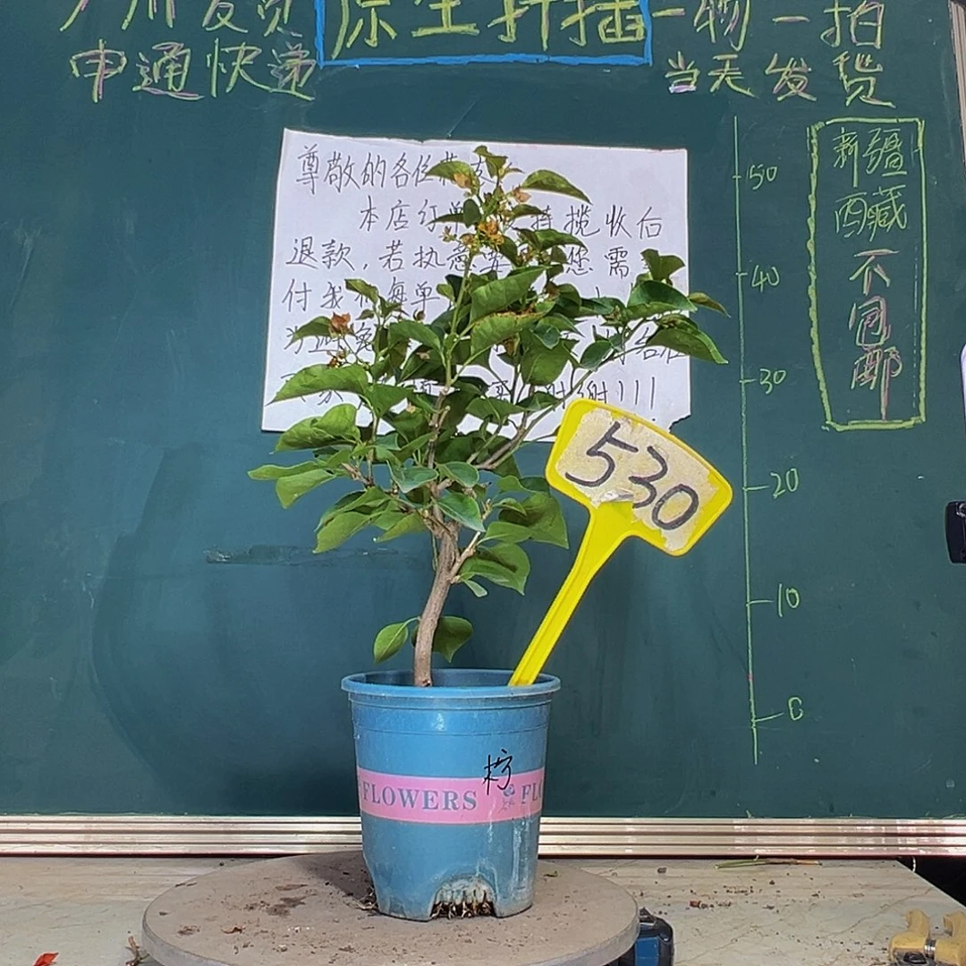 当前无花栽培后可以开花柠檬黄530
