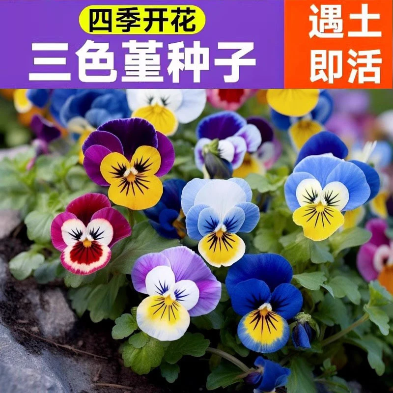 三色堇花籽冬季耐寒蝴蝶花四季播种易活阳台室外庭院秋播角堇种子