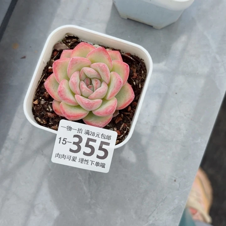 泡芙多肉无盆土发货多肉多