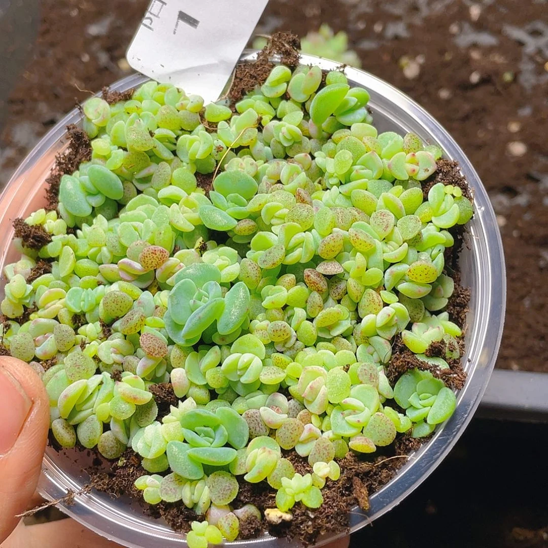 多肉植物多肉植物167