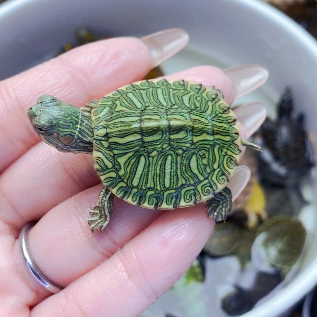 不分公母宠物龟格兰德苗
