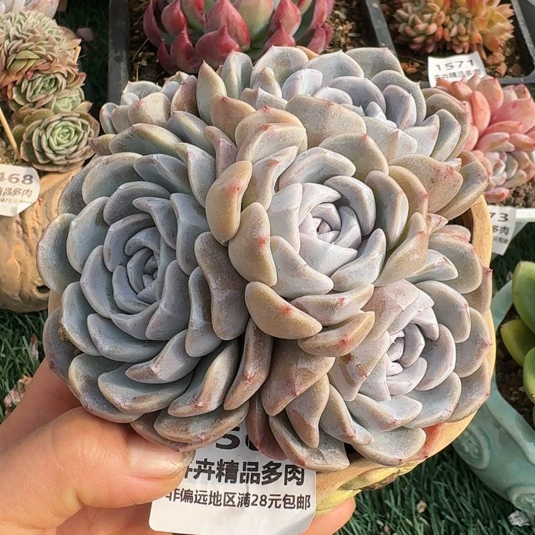 1568一物一拍（满28包邮）