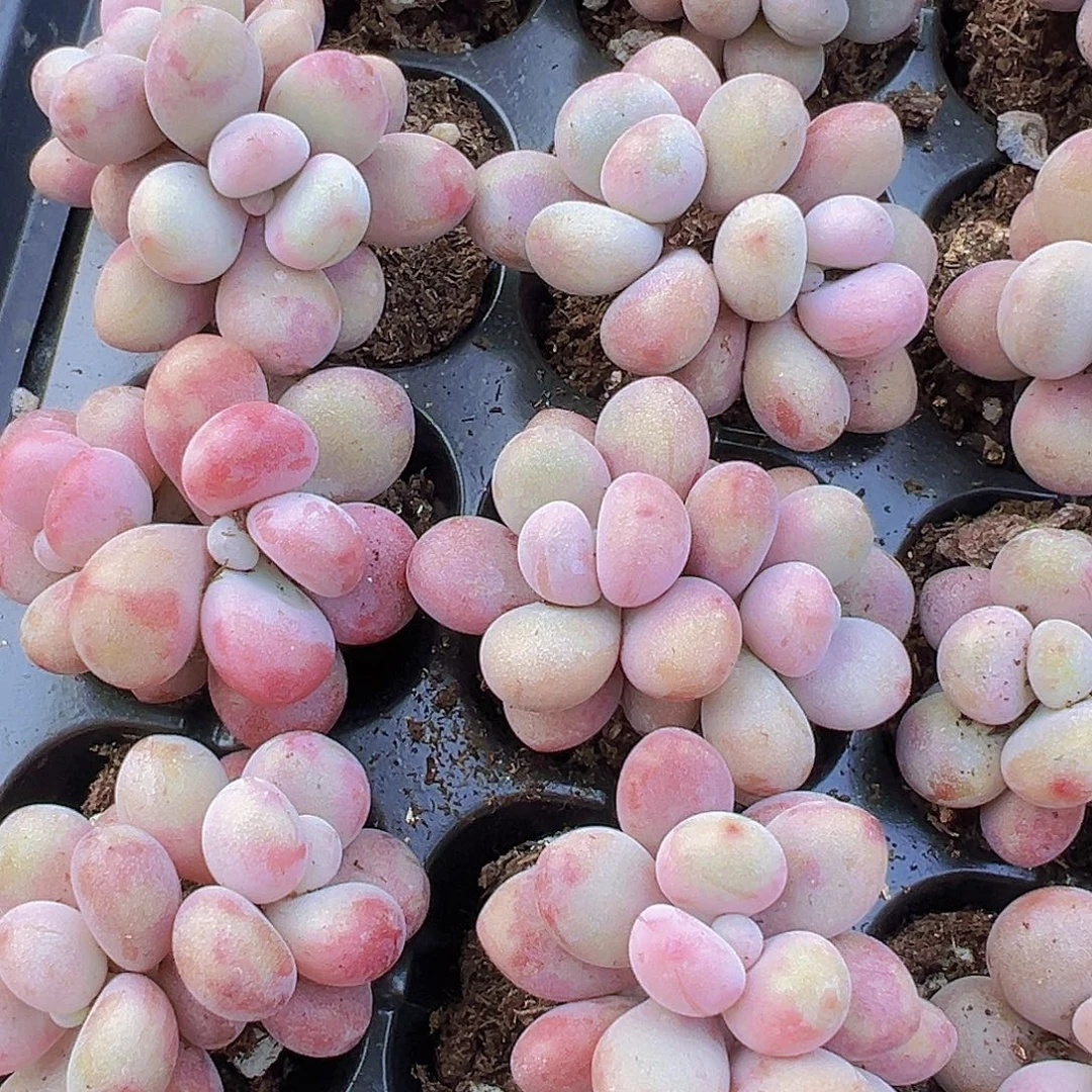 双头糖果桃蛋苗5颗