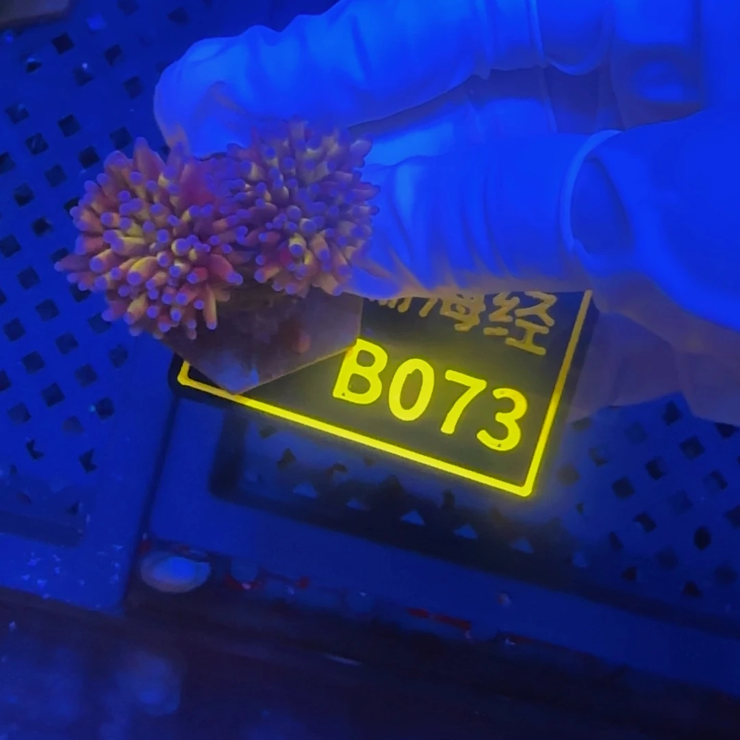 纽扣珊瑚小***8晓晓不包邮宿务金B073