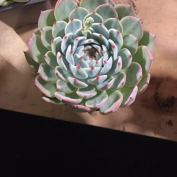 X***～00000000000000002119