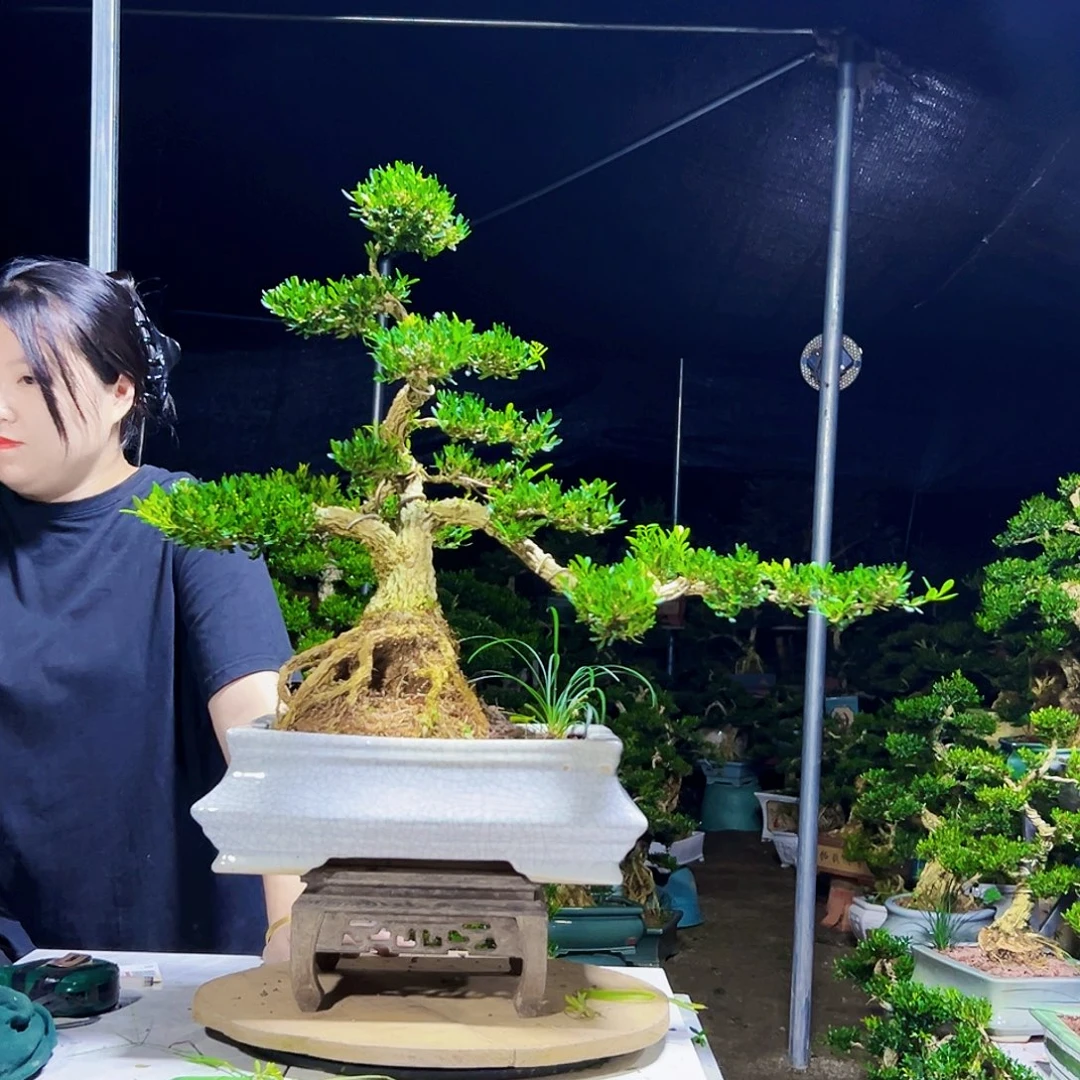 当前无花栽培后可以开花黄杨木