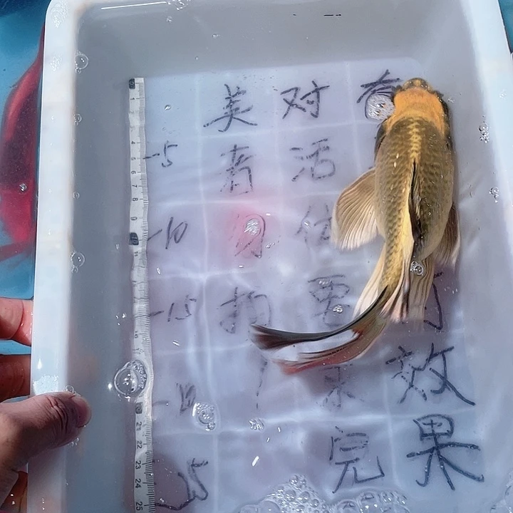 大***千蝴蝶鲤鱼渔场直发直播盆