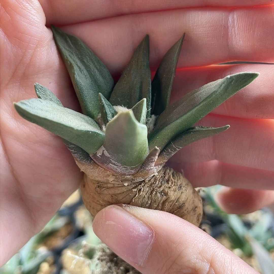 5cm实生纯龙角牡丹萝卜根