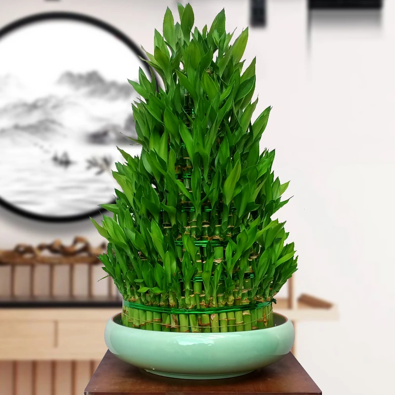 节节高富贵竹水养室内招财转运绿植摆件办公室客厅四季水培大盆栽