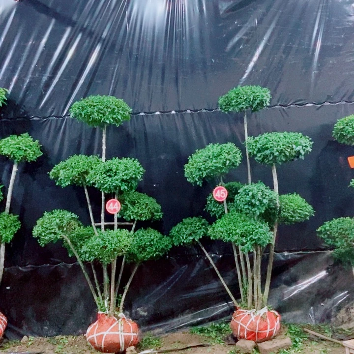 无花朵一物一拍一个一个