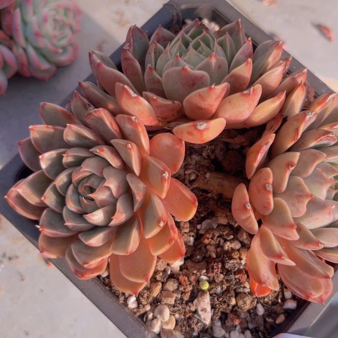 玫瑰夫人2975多肉植物