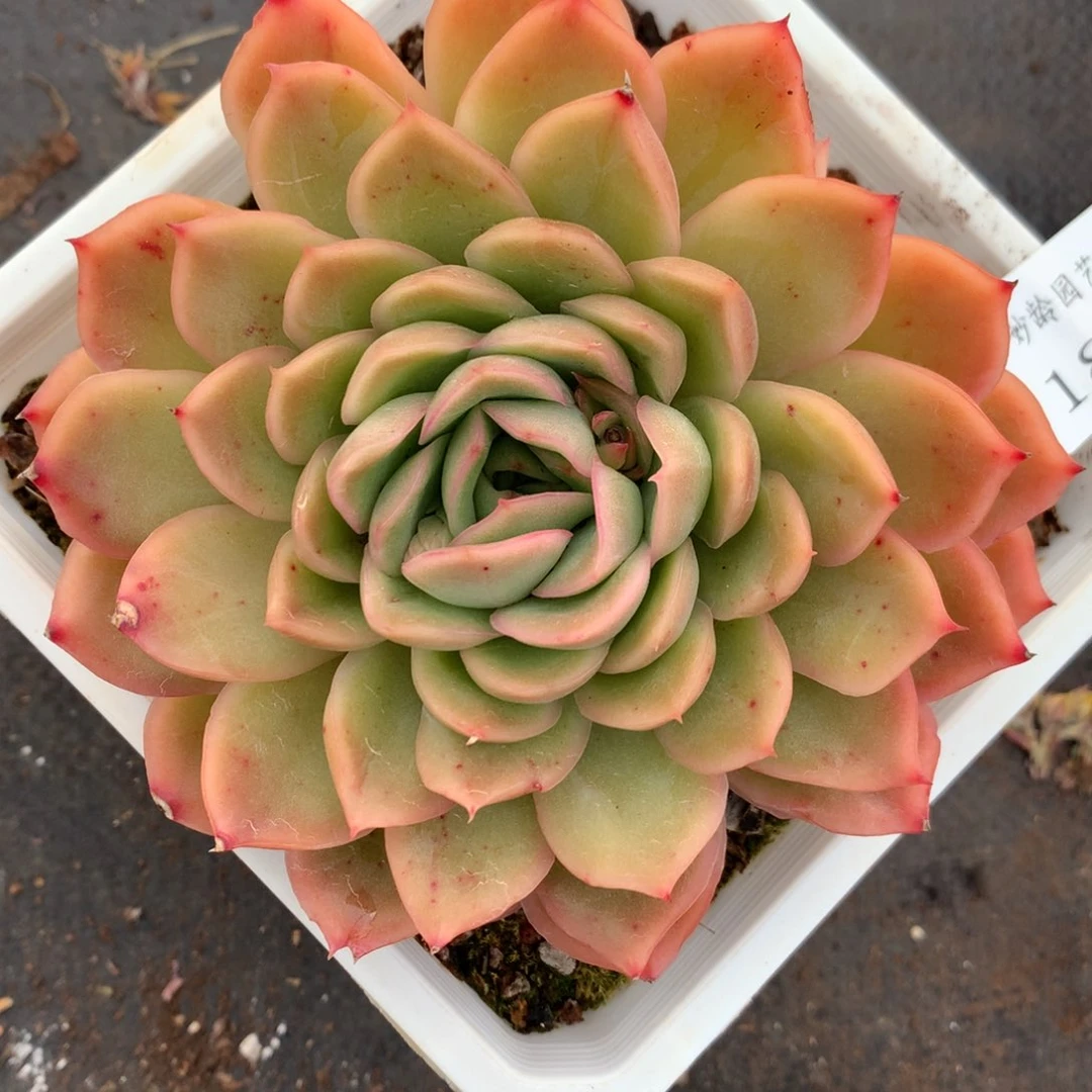 186杂交多肉11冠幅