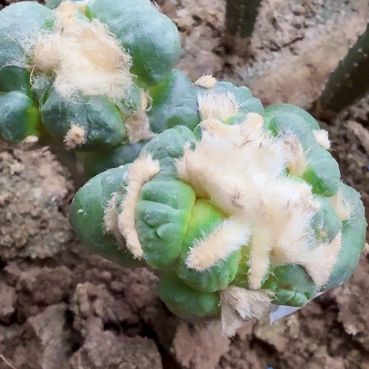 无花朵026大型蛋怒掌东