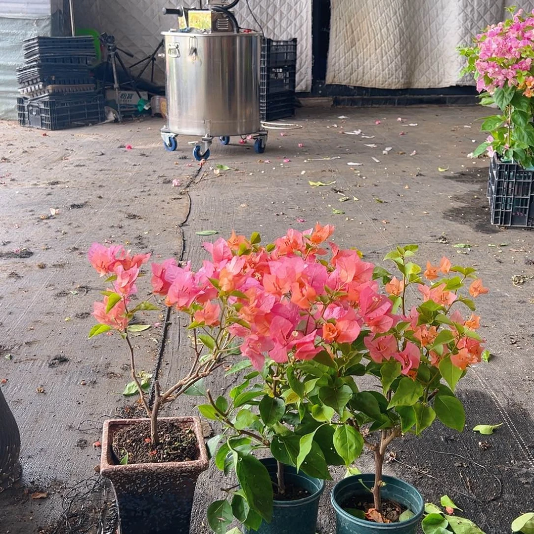 当前无花栽培后可以开花波妹掌中宝一颗