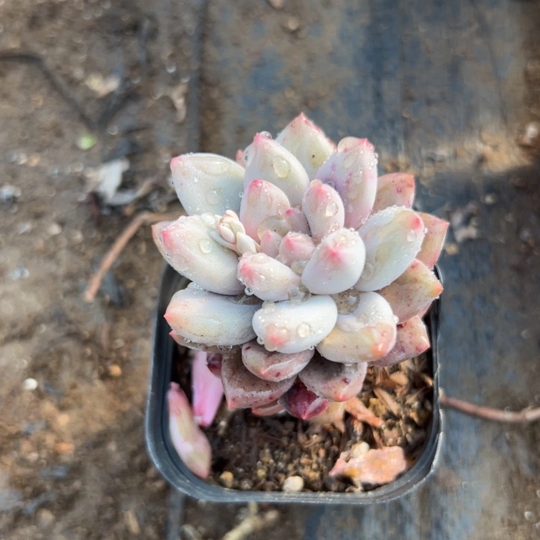 多肉植物多肉植物