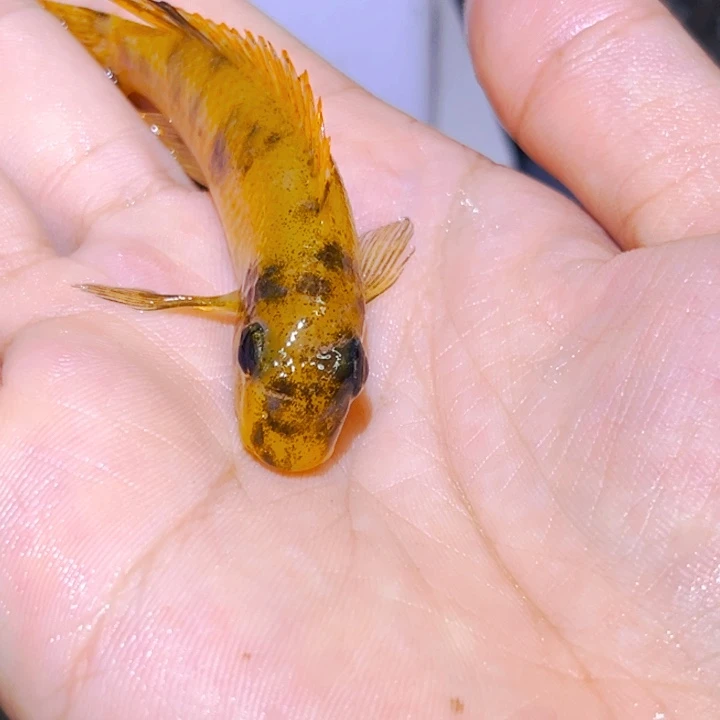 三***社海水鱼1111111勾鼻98