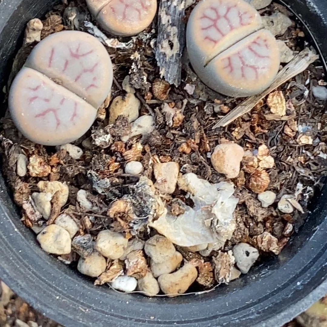 绚烂玉一盆三颗带盆发