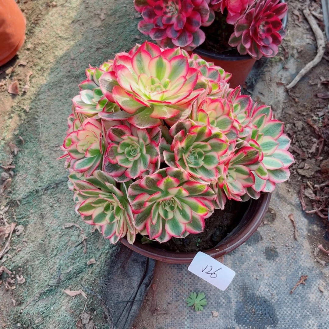 126倾城法师多肉植物