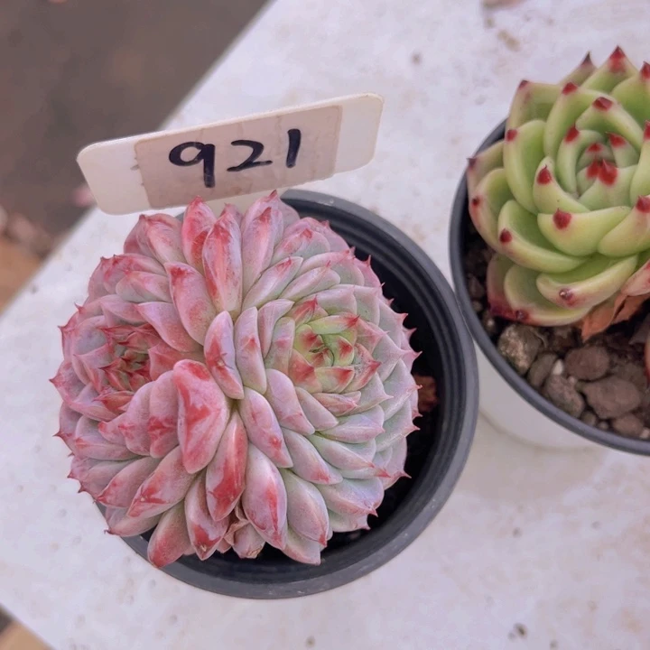 健健康康平平安安