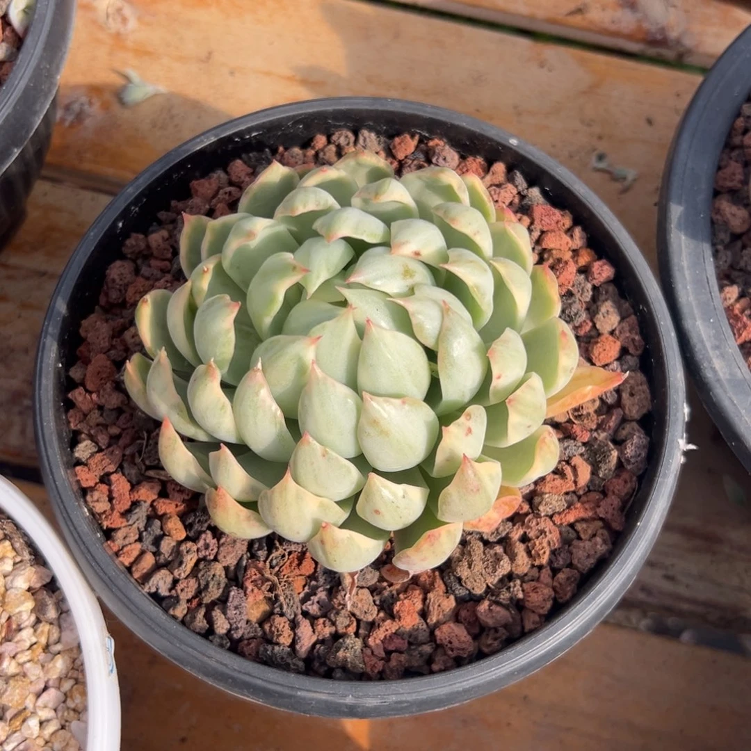 多肉女王玛利亚【非偏远地区满18包邮】