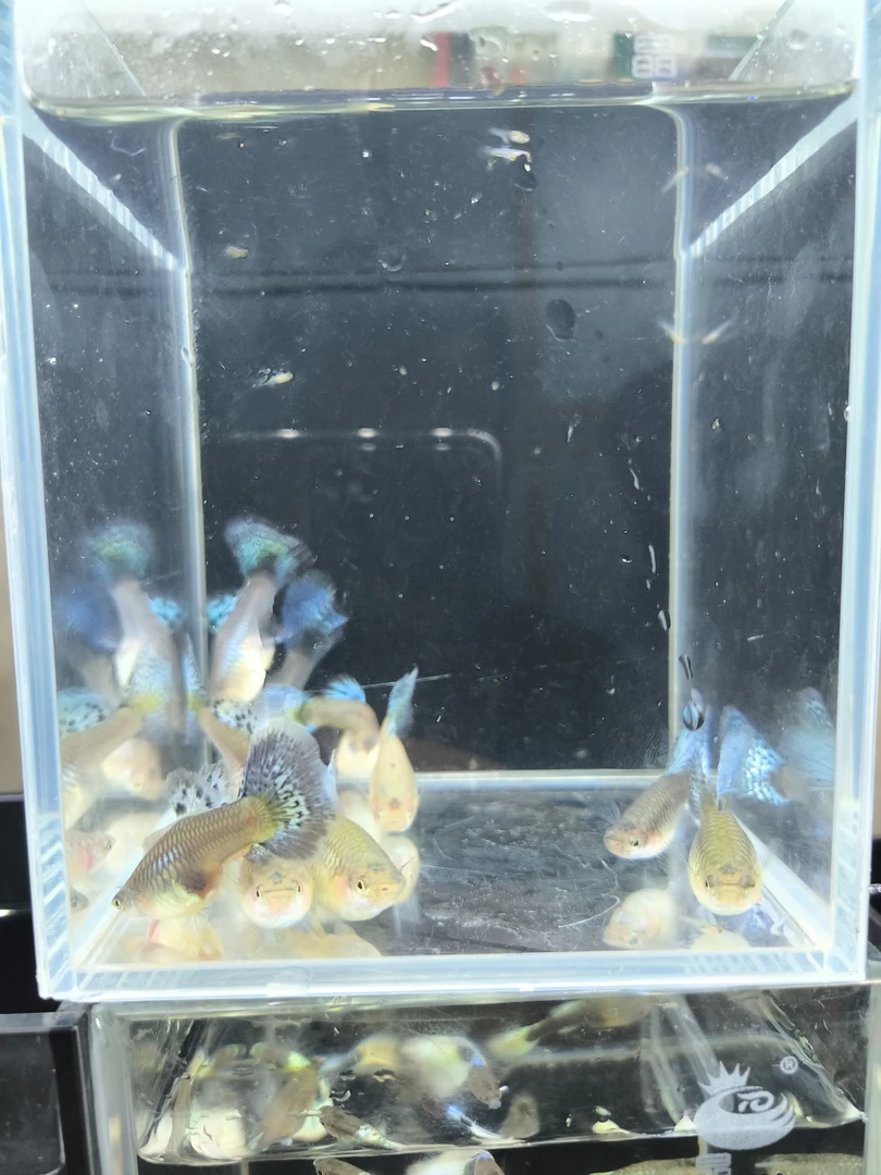 蓝草孕母包带胎包带孕活体发货包邮包路损