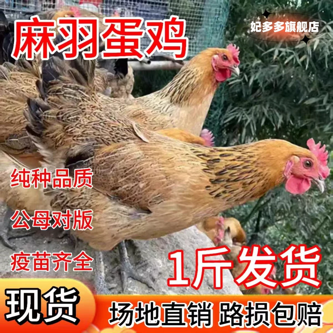 青年林间散养青脚麻羽土鸡一斤左右宠物鸡公母搭配土鸡柴鸡元宝鸡