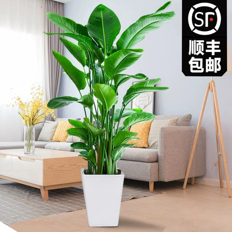 【顺丰送货上门】【1.2-1.4天堂鸟】盆栽室内净化空气除甲醛
