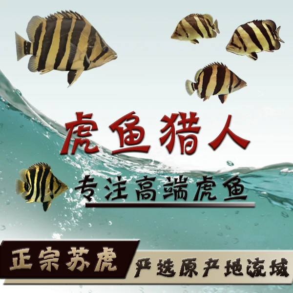虎鱼高身粗纹苏虎印尼四纹虎泰虎包肚球虎苏门答腊三纹虎龙鱼配鱼