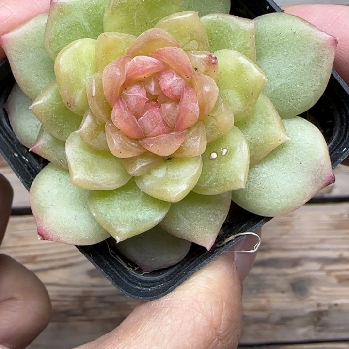 柰***柰830号碧琉璃晗雨多肉