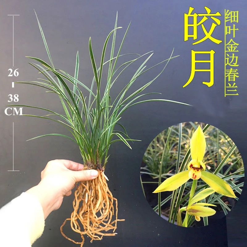 春兰细叶春兰 带边艺
