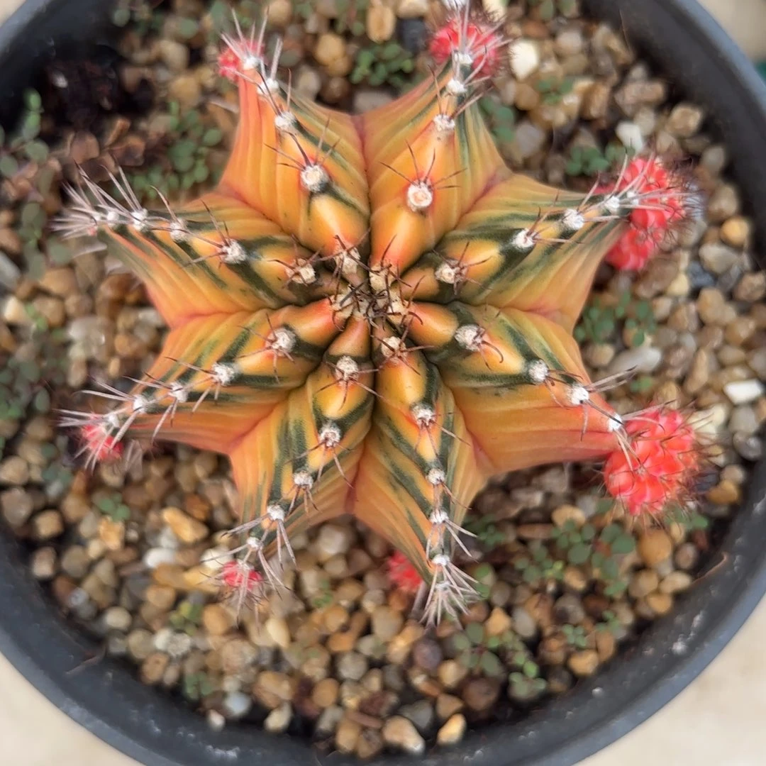 175-1127泰国发货多肉