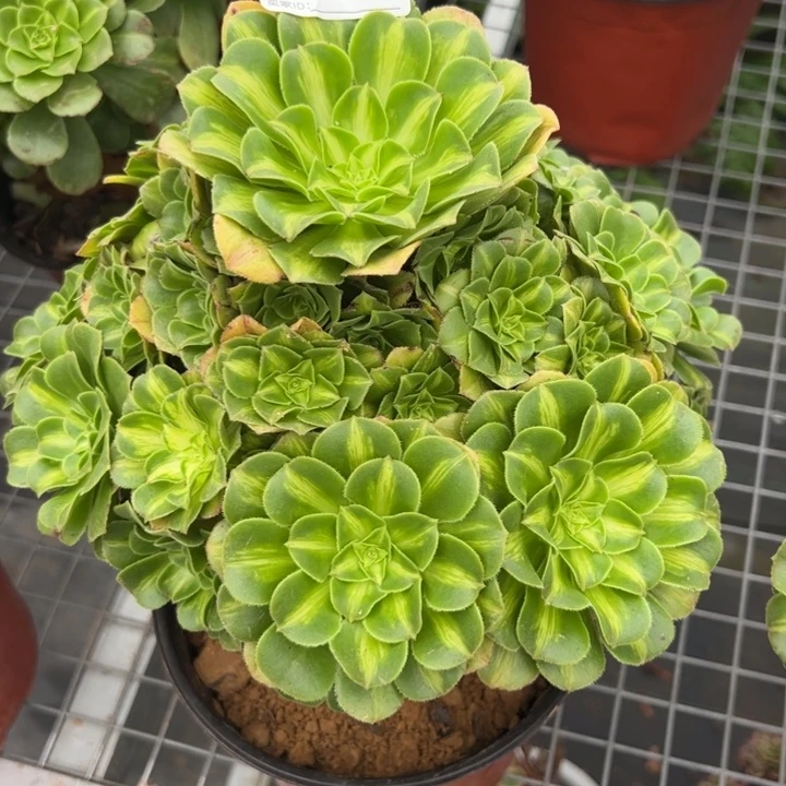 205翡翠琉璃22厘米左右