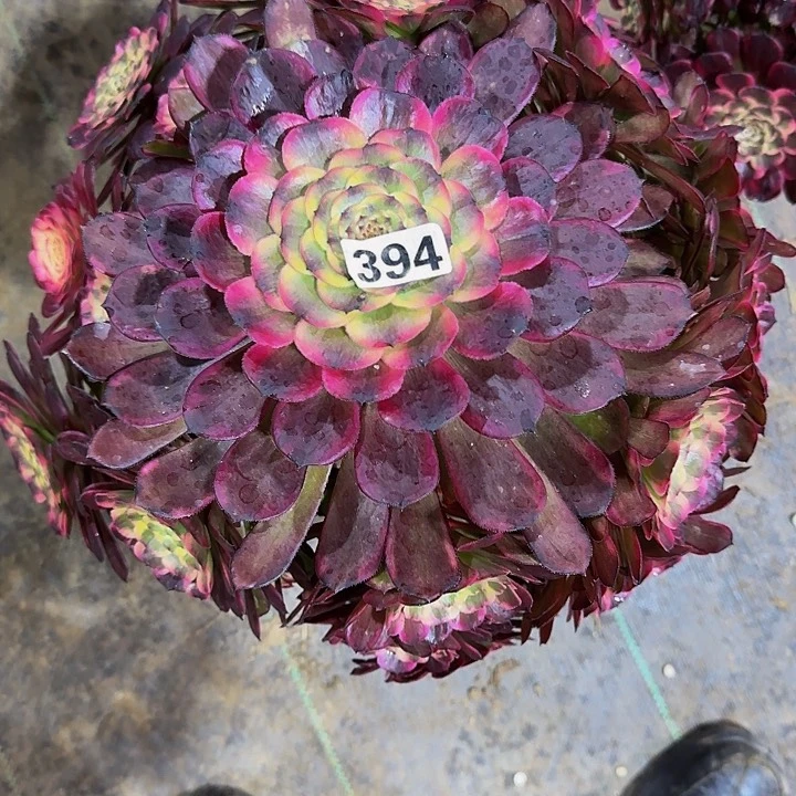 梅****溪394烟花多肉法师