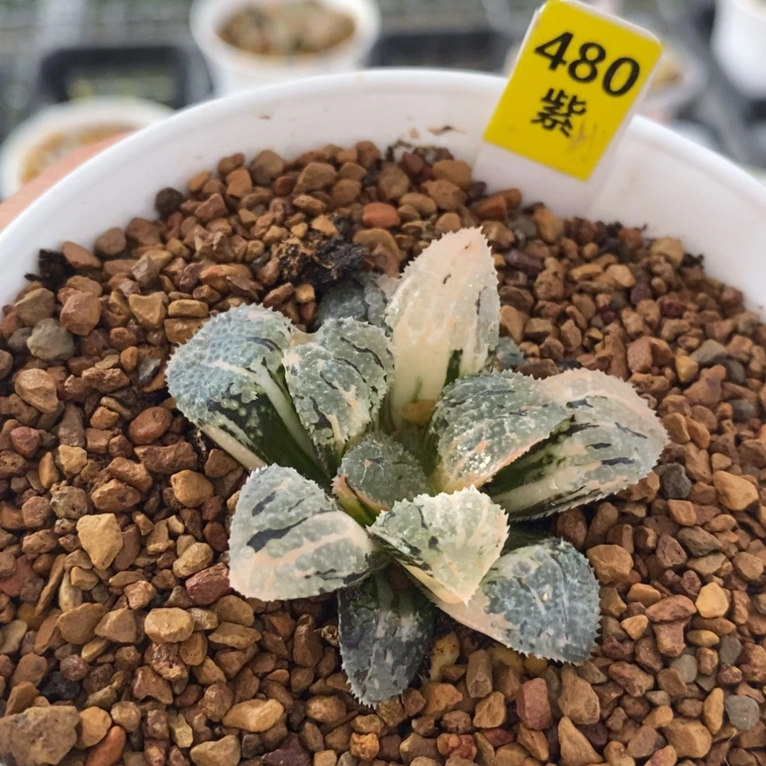 不开花植物480具味城