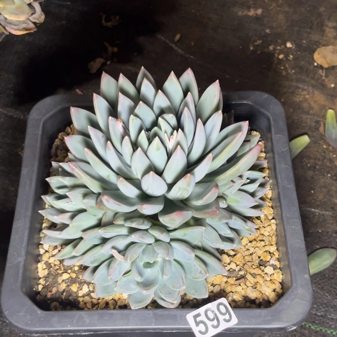 多肉植物红蛋群599