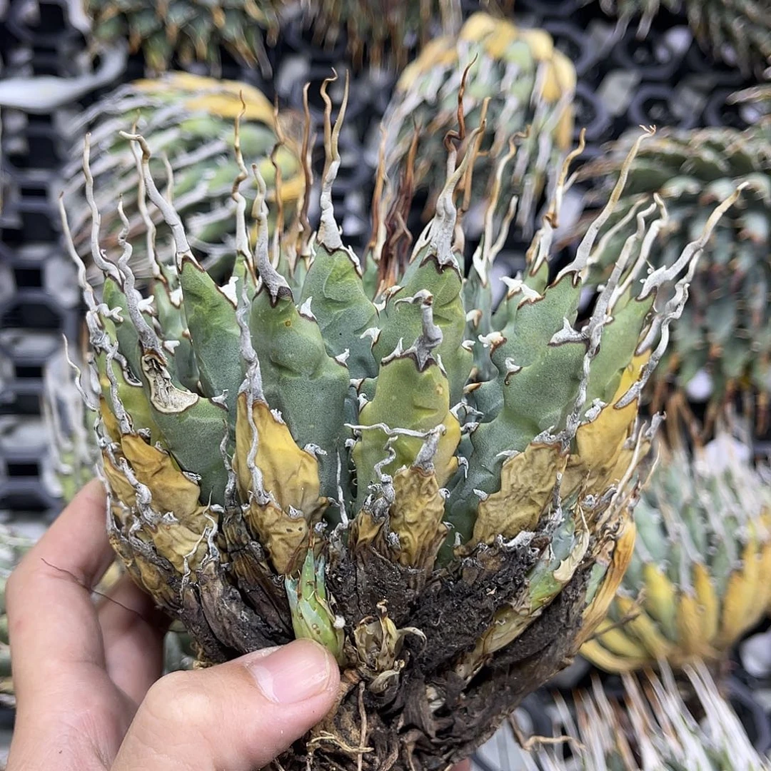 泡面刺侧芽1颗150